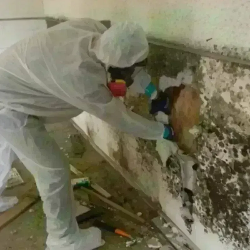 Mold Remediation and Removal in Rawls Springs, MS